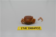 藏品(平背蜞)的圖片
